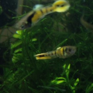 Young Tiger Endlers