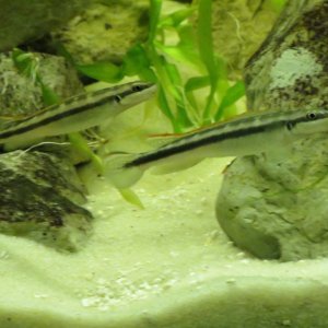 cross river goby