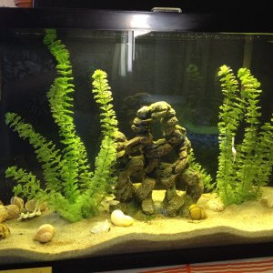 29 tall. A few guppies, female betta, small angel, MTS.

I hoping to breed guppies in this tank...