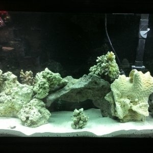 60 lbs Live Rock, 60 lbs Caribsea Fiji Pink Live sand Tank filled with water 12/1/2014