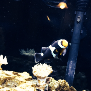 Photon Clownfish