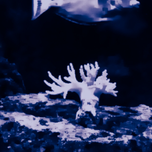 My finger leather coral in my moonlight. The tang swam in right as I took it. Lucky shot.