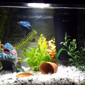Little community tank with a betta, two guppies, and two dwarf frogs.