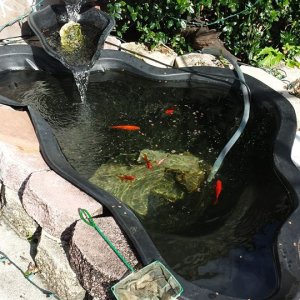 The outdoor pond after being cleaned.