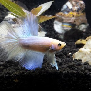 Husbands replacement "First Betta Ever" I call him take two. HAHA!