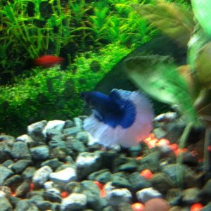 Blue and white Halfmoon Betta called Nebo but he is now deceased