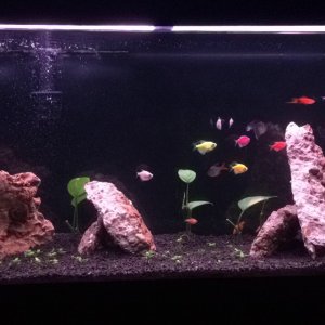 My first 38 gallon tank I bought from petco along with the stand