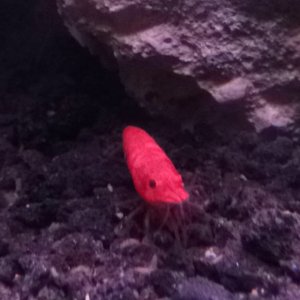 The red cherry shrimp c: