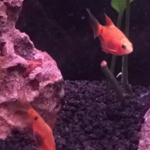 My two longfin rosy barbs