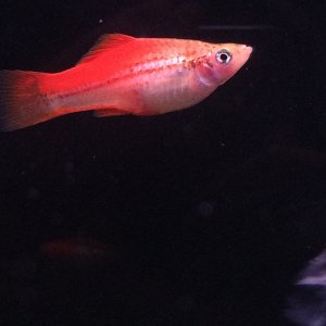 My pregnant female swordtail forgot the specific name.