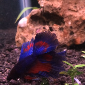 My beautiful double tailed betta that sadly died sunday morning :/