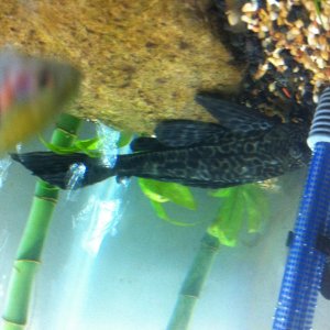 Pleco getting acquainted with the tank.