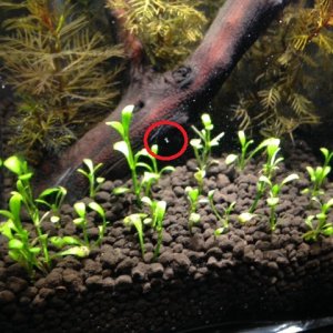 Pregnant Copepod (circled in red)