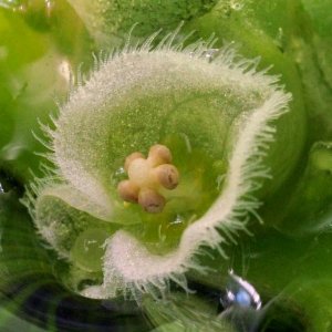 Pistia Stratiotes - flower