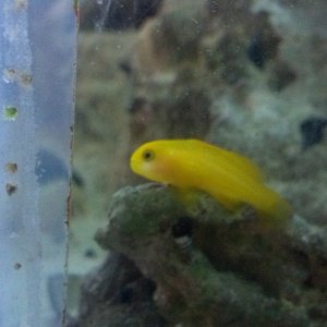 Clown Goby was a pic from the 15g but you can see him really well so I added it here since he lives in the 35G now.