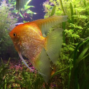Anglefish Gold
August 2015