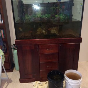 tank half empty with plants removed
October 2015