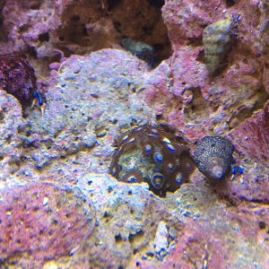 Zoanthids, four Blue Leg Hermit Crabs