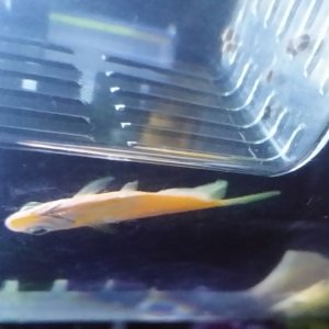 Hard to see but my orange glow fish sleeps sideways next to the filter. I've thought he was dead 100 times. He even does upside-down. .Been trying to 