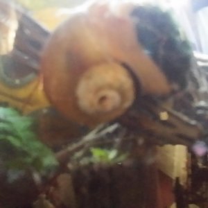 My big Golden Mystery snail actually has a pretty big marimo ball in his "mouth"?? Have no idea why.