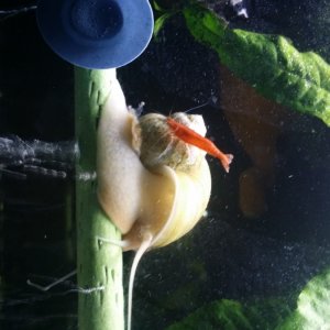 Mystery Snail with Shrimp taking a ride.They were actually upside-down with the snail holding on to small air bubbler. .Can You Say "To Cute"???lol...