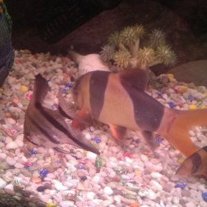My large clown loach with the smaller 1 and 1 of my smaller angels