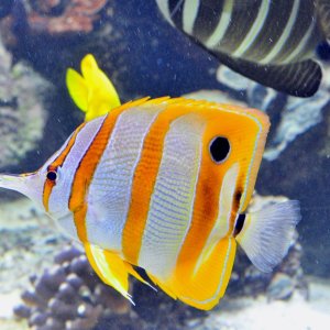 Copperband butterflyfish
