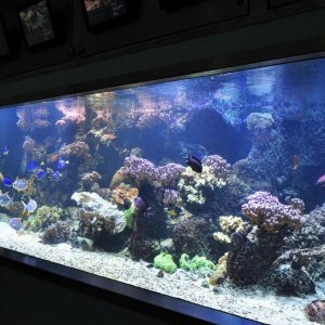 main reef tank
