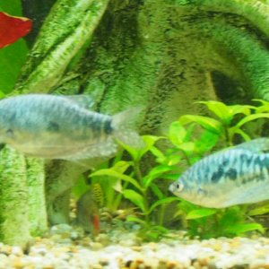 Opaline Gourami, slightly blurry. Are these male or female?
