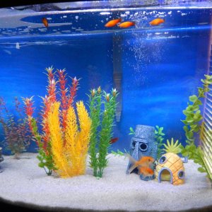 National Geographic 46 gal bowfront glass aquarium/tank.
Goldfish and Sunburst Wag Platies