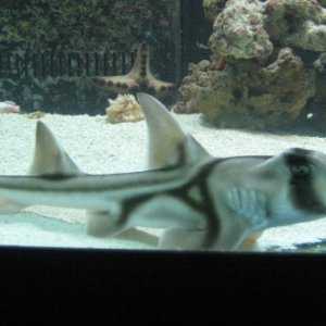 port jackson shark