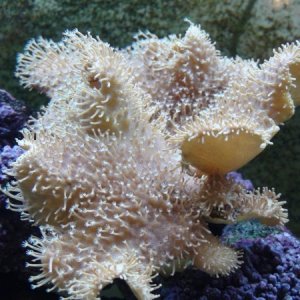 Toadstool Mushroom Coral