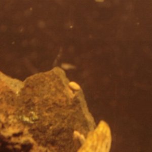 guppy fry. (right at the tip of the rock) kinda blury