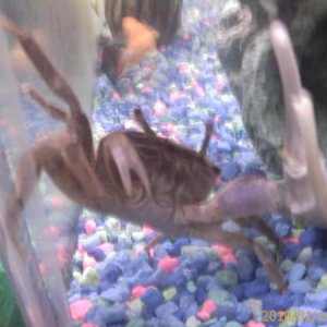 This is Crabulon, he was the biggest fiddler crab i ever owned, he passed this winter, hes sorely missed...