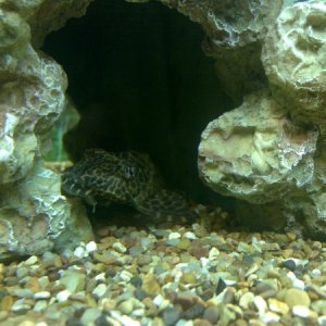 other pleco hiding in cave