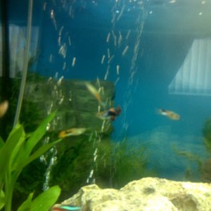 some of my guppies