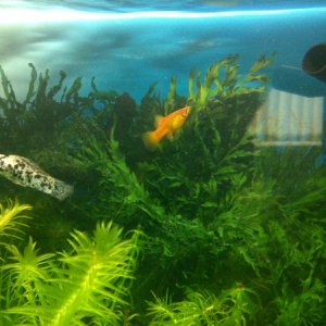 1 of my new platy and a dalmation