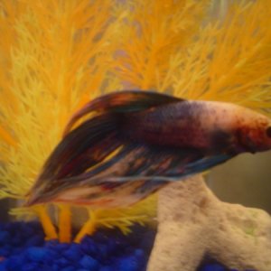 ziggy my hippie betta lol, poor guy got fin rot, his fins are mostly gone.