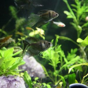 Longfin black skirts in my planted 30 cube. The tank has recovered from the fish, algae and other chaos of last summer. These skirts were rescued from