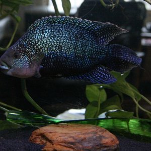 Screwhead lives in a 40 showtank in my office. The tanks and fish all belong to me and I maintain them there. Am hoping to upgrade to a 55 soon. I am 