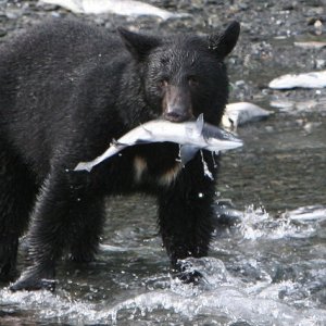 A black bear in a serious feeding frenzy on Dayville Rd. in Valdez.