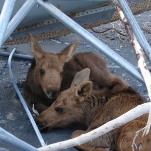 Abandoned moose calves I came across on the Copper River outside Chitina. They'd sought shelter under an old fish wheel. 2005.