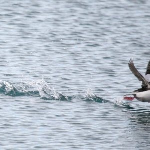 A bufflehead duck lands in the boat harbor in January