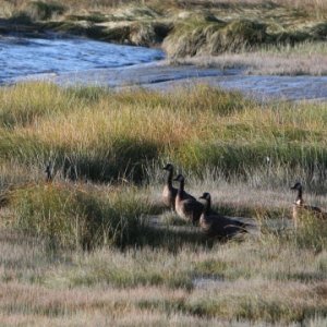 Honkers on the Duck Flats September 2010