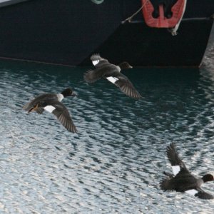 A flock of male Goldeneyes fly low into the boat harbor. Goldeneyes only pair up to mate in spring.