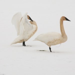 Trumpeter swans arrive at their traditional nesting site a little early. The poor pair hung out  on ice until it melted.
