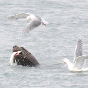 Gulls harrass a sealion feasting on salmon, Allison Point.