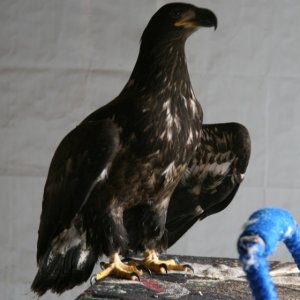 A sick juvenile bald eagle is kept in a garage until it can be sent to the bird treatment center in Anchorage.