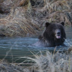 This size giant Grizzly boar was swimming in a small but deep pond on the Duck Flats.