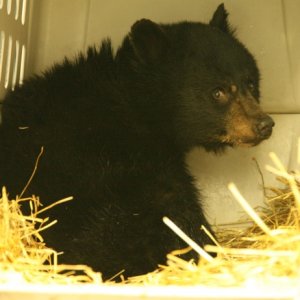 This black bear cub was orphaned and found under the house of the police chief in November 2008. Named Lucky, he spent a few weeks at the Valdez Anima